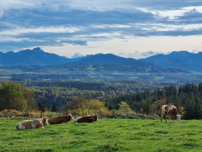 Mehr über den Artikel erfahren A bisserl was geht immer