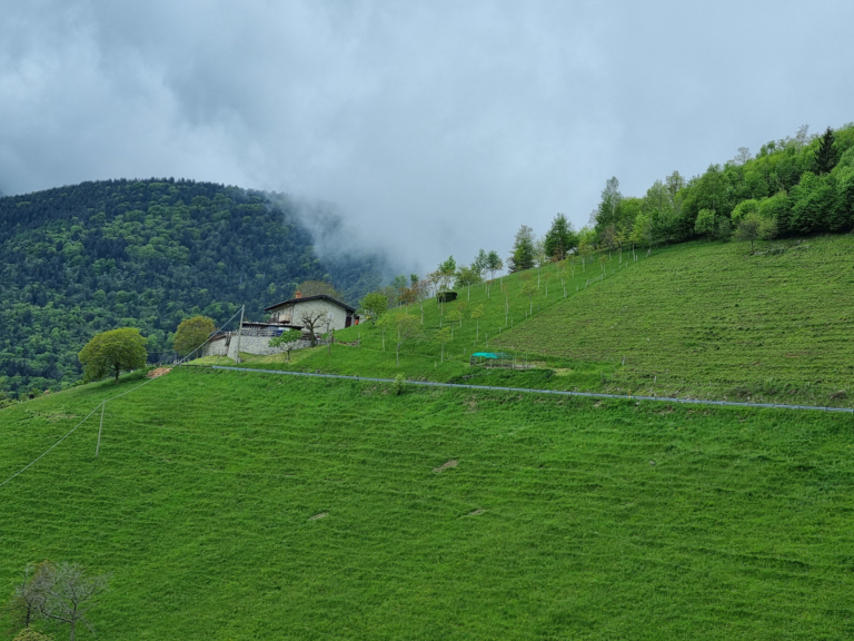 Mehr über den Artikel erfahren Himbeergeist im Notfall